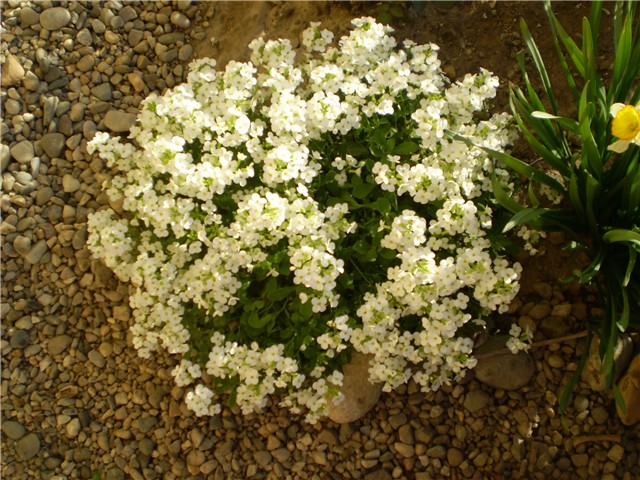 arabis
